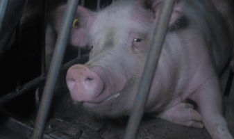 Misery, Slow Death for Pigs Crated in Filthy Canadian Factory | PETA