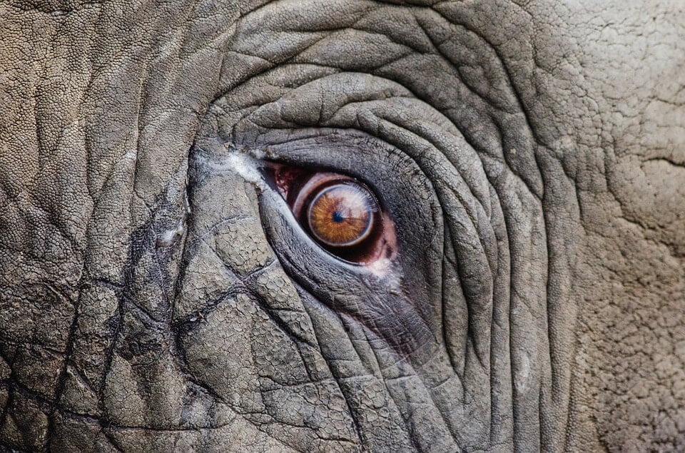 close-up of an elephant's eye