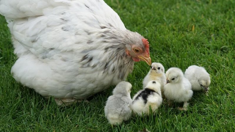 a hen and her chicks