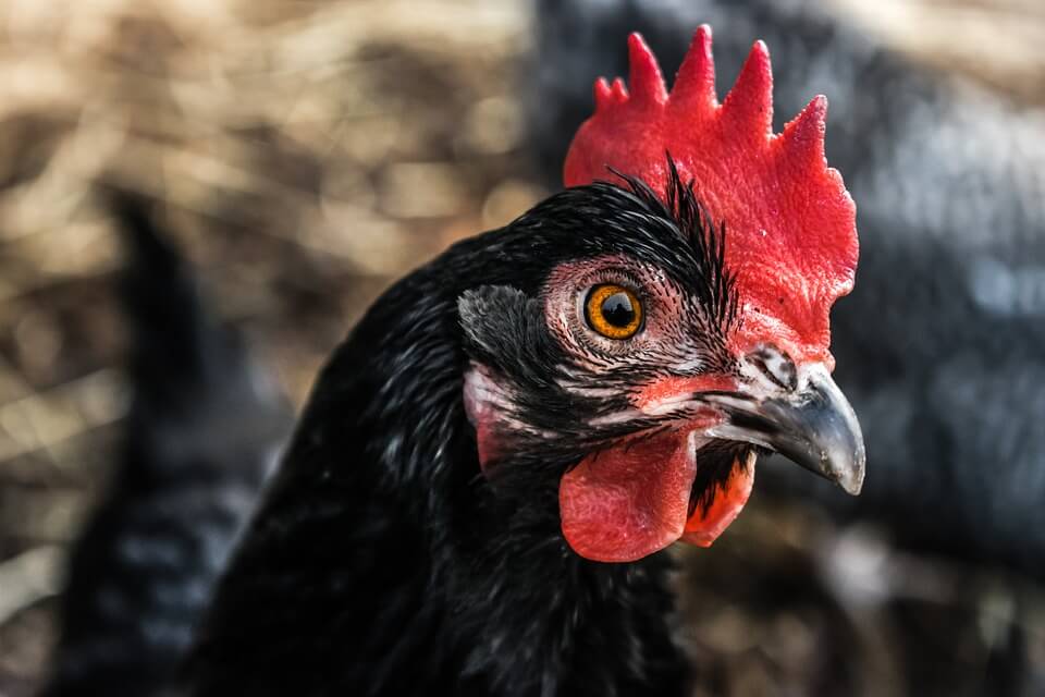 quick ways to help chickens - try these PETA Action Alerts