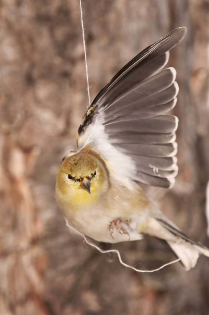 https://headlines.peta.org/wp-content/uploads/2019/05/balloon-releases-harm-animals-take-action-peta-2019-681x1024.jpg