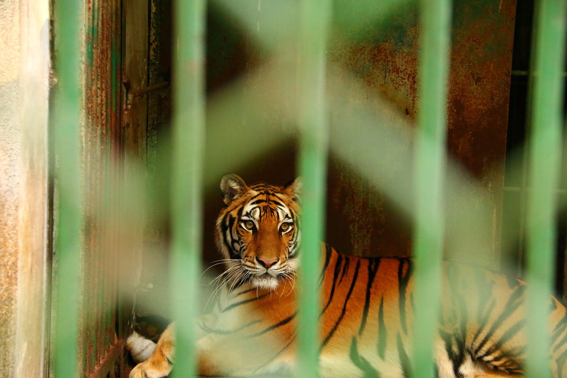 take action to help animals in zoos