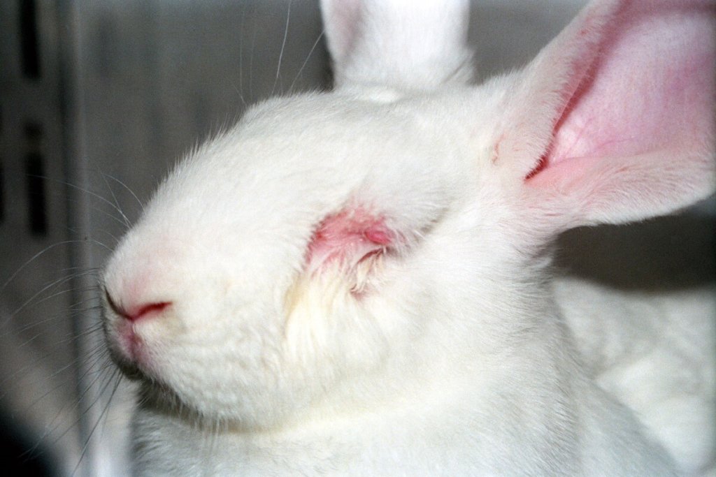 a rabbit used in experiments