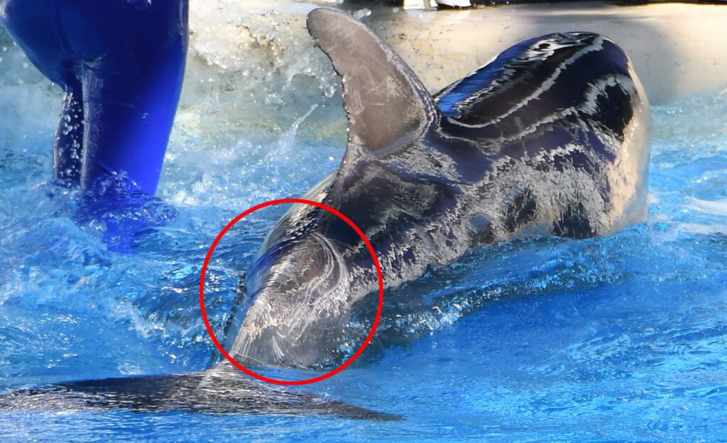 https://headlines.peta.org/wp-content/uploads/2019/06/Zoom_JEP_1316-another-view-of-extensive-rake-marks-on-the-same-dolphin-as-1277-circle-1024x624.jpg