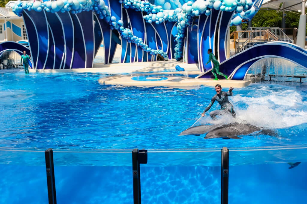 man on top of two dolphins swimming in a tank at seaworld