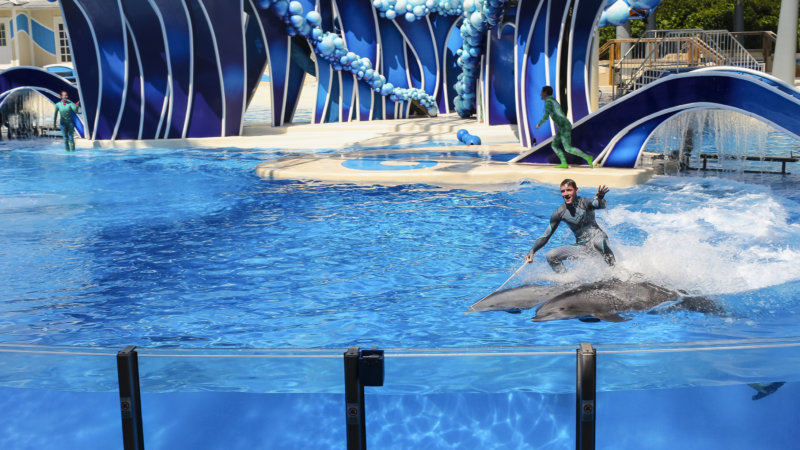 man on top of two dolphins swimming in a tank at seaworld