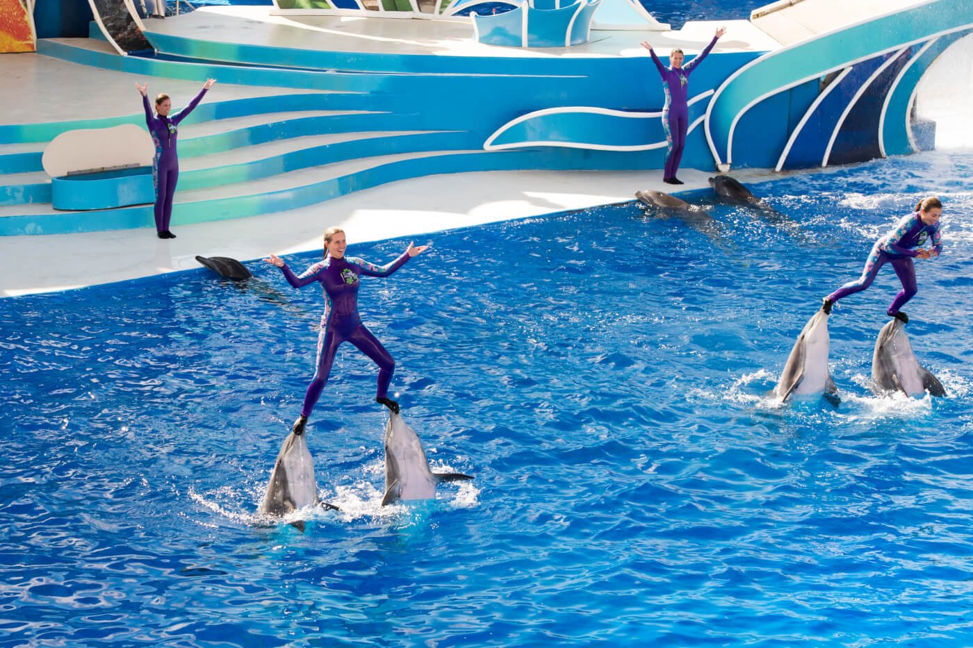 four people performing with 7 dolphins at a show in seaworld