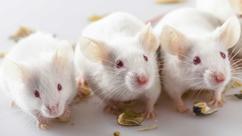 help mice and rats with these peta action alerts