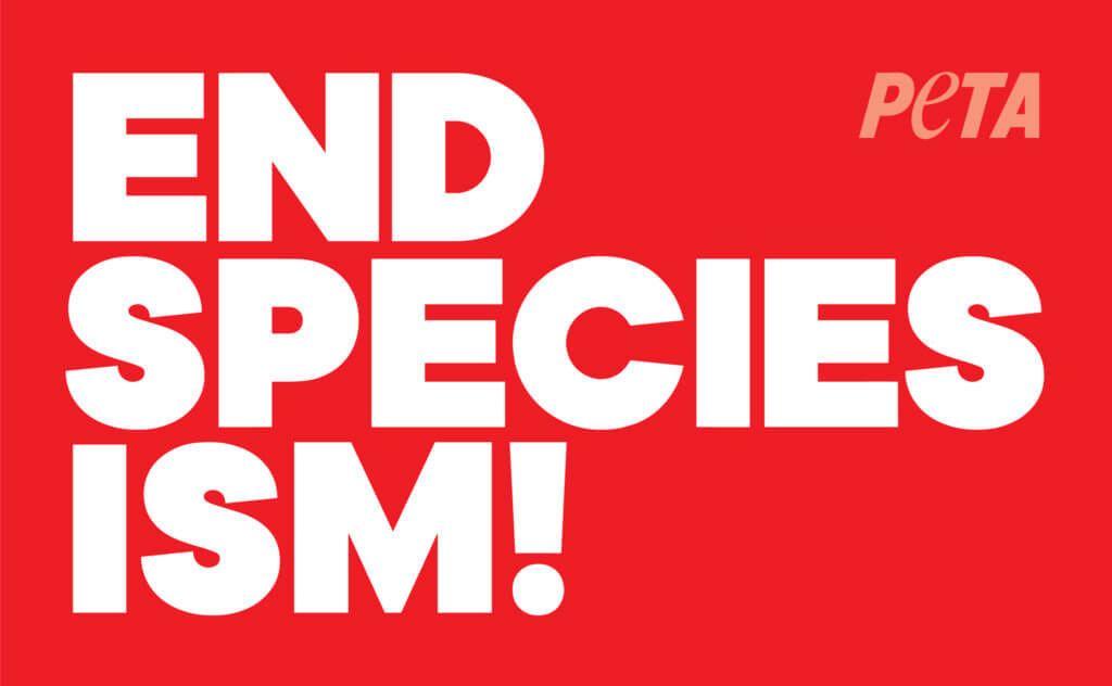 Lead the Fight Against Speciesism—Become an SOS Organizer