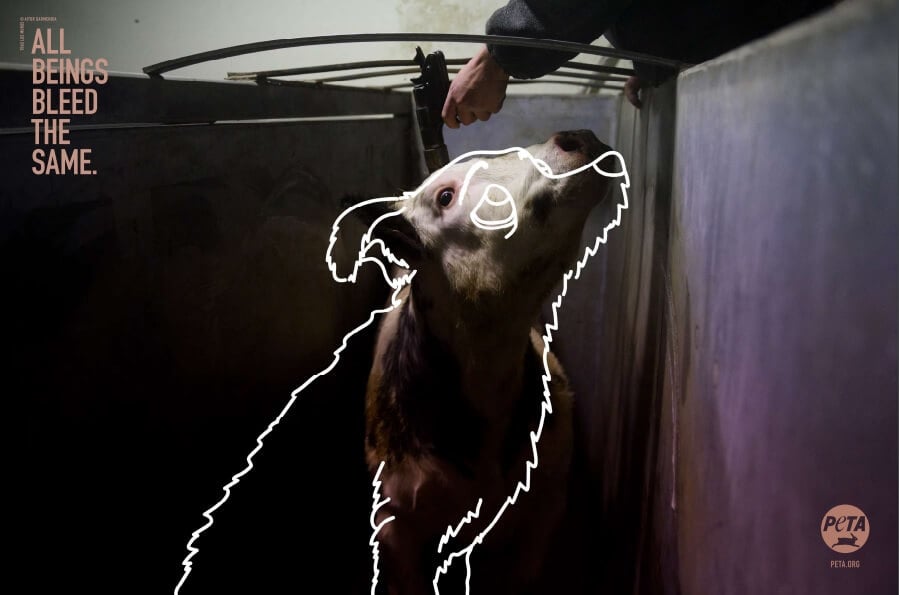 https://headlines.peta.org/wp-content/uploads/2019/07/VEG-All-Bleed-the-Same-3-Cow-Dog-bolt-gun-COI.jpg