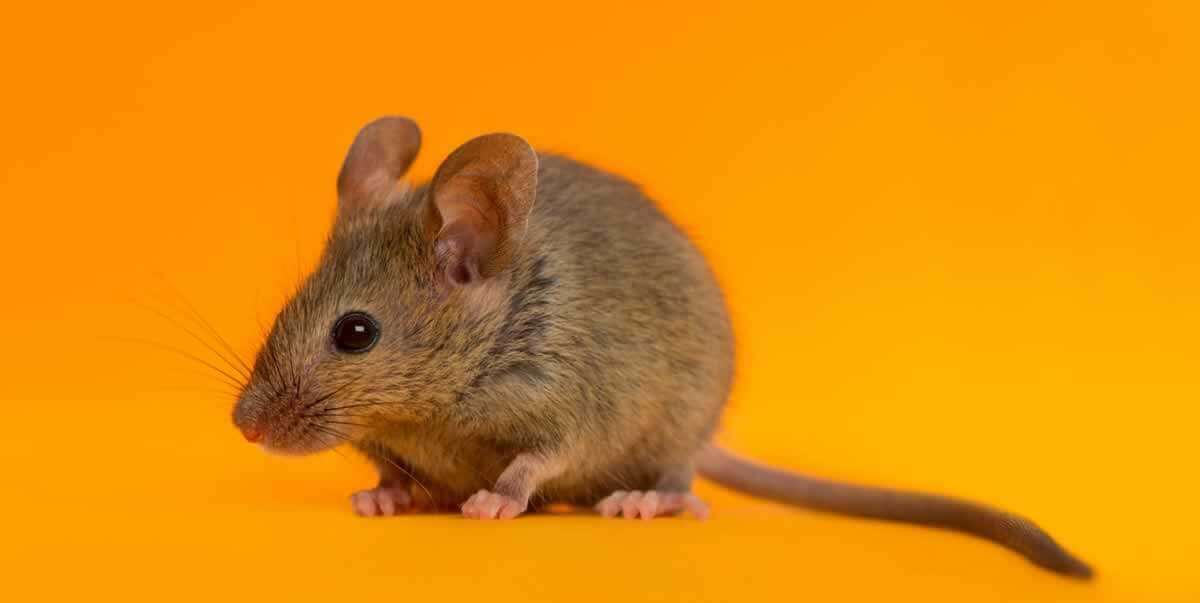 quick and easy ways to help mice and rats