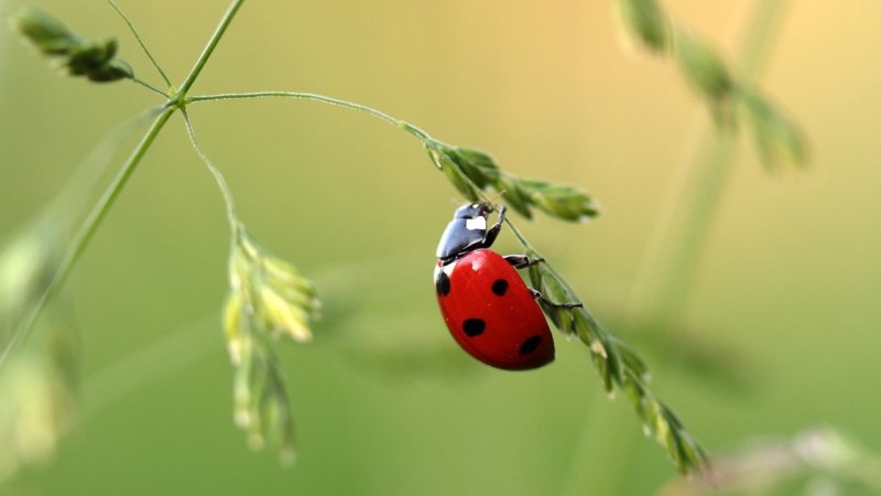 take action for insects: help bugs now