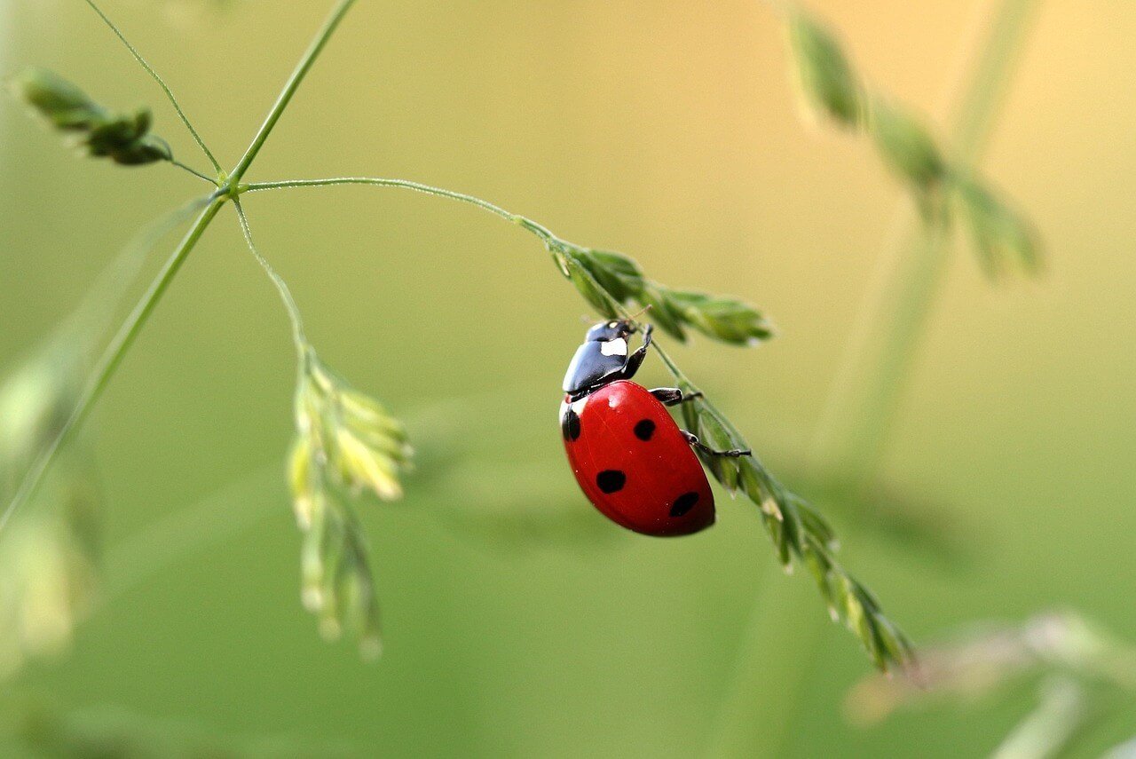 take action for insects: help bugs now