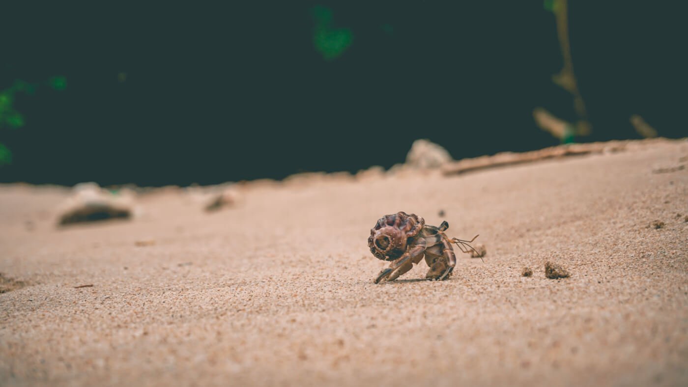 want to help crabs and lobsters? try these quick actions