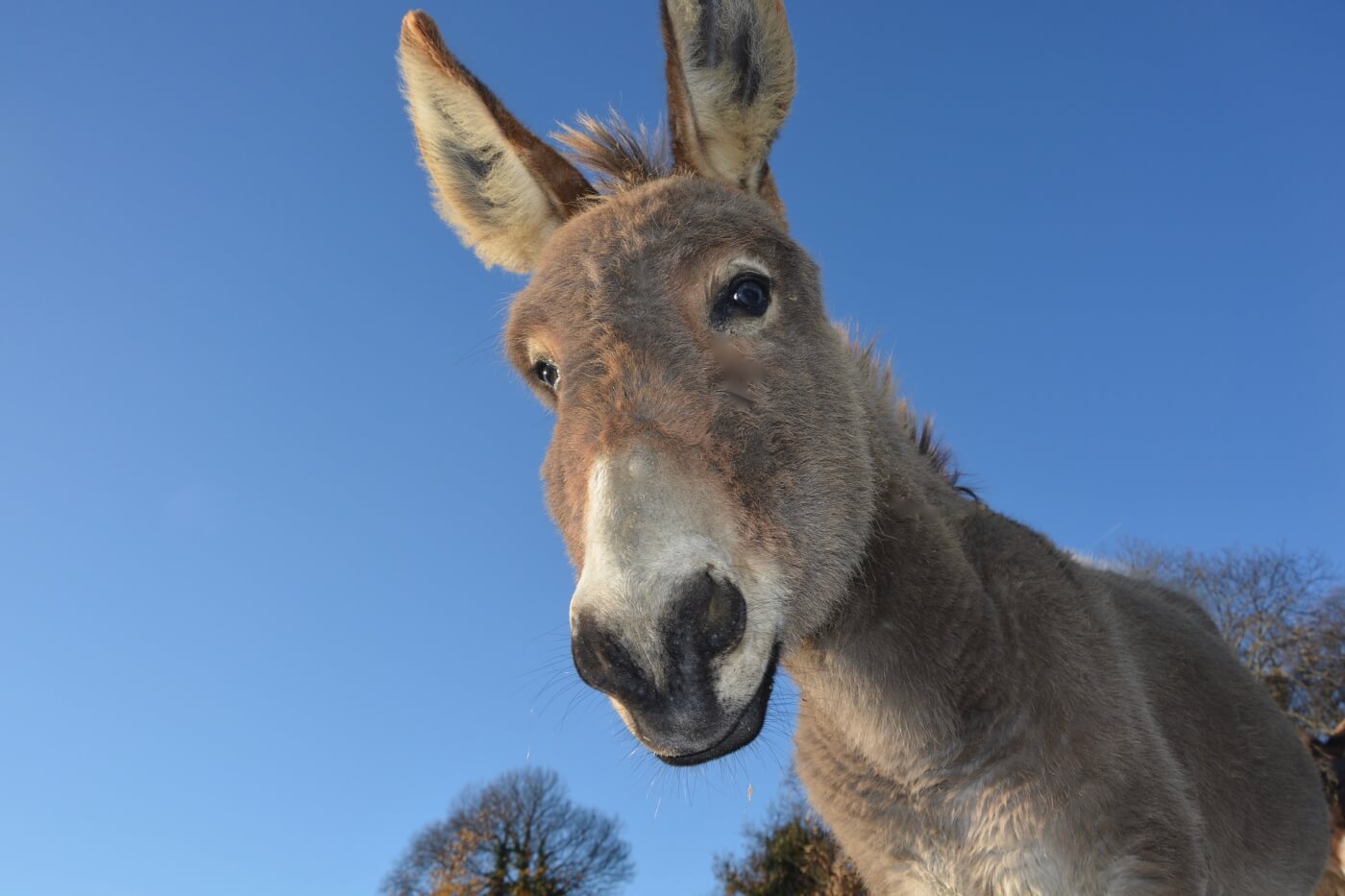 take rapid action to help donkeys now