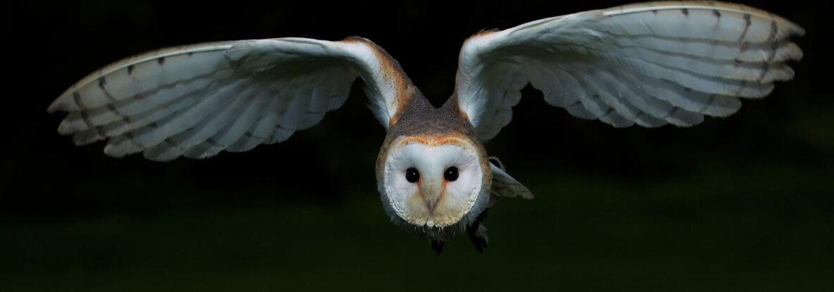 help birds used in experiments with these peta action alerts