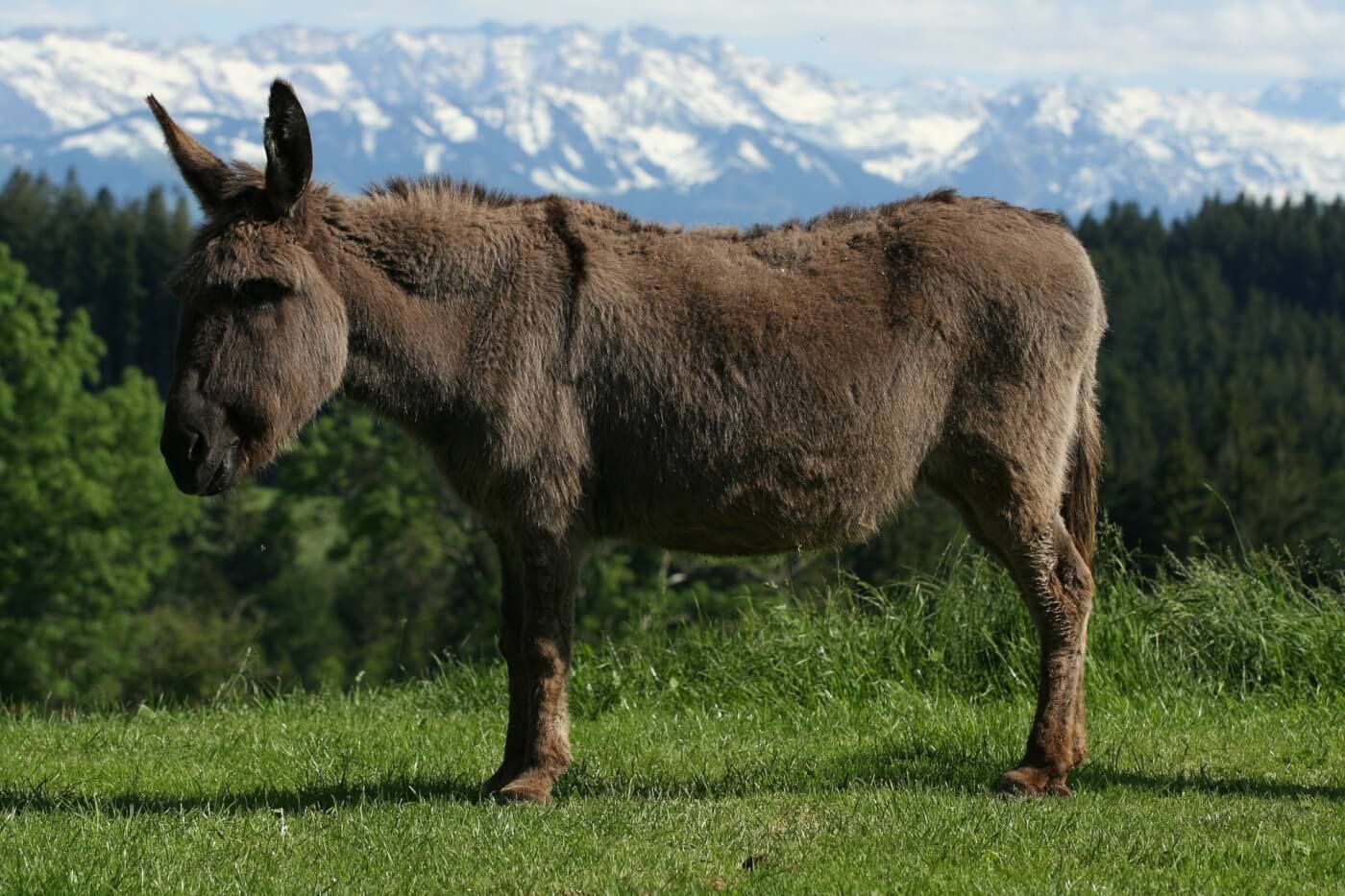 these peta action alerts make it easy to help donkeys quickly