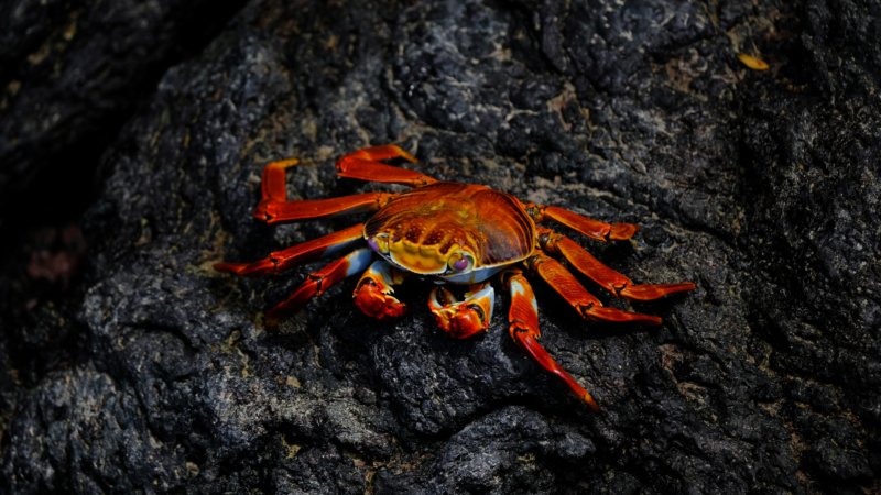 these peta action alerts make it easy to help crabs and lobsters