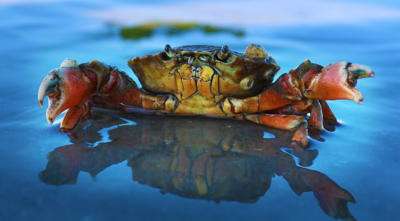 help crabs and lobsters with these peta action alerts