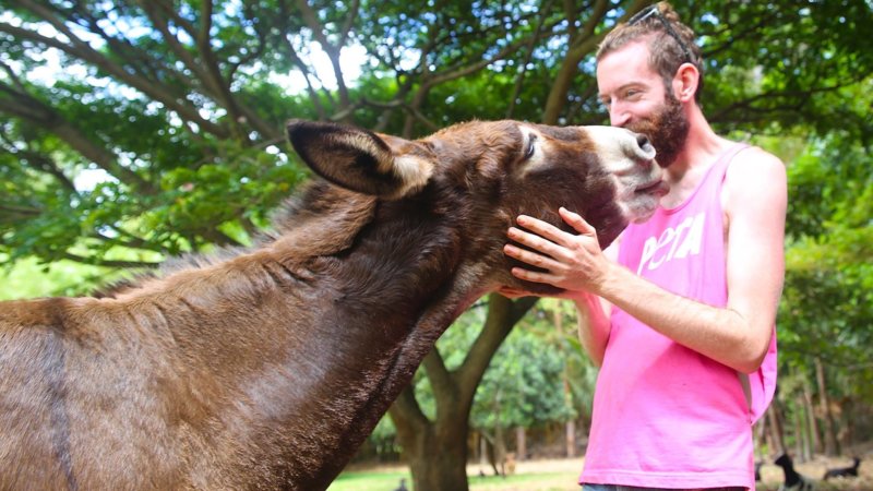 these peta action alerts make it easy to help donkeys