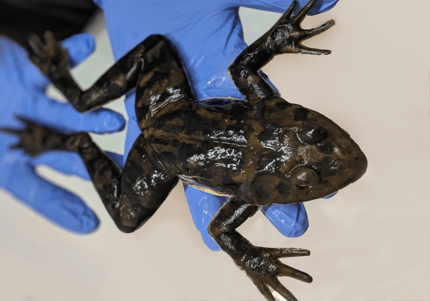The SynFrog being held by someone with blue sterile gloves on
