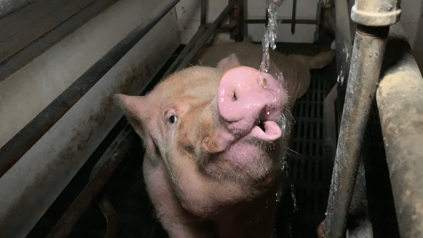 pig drinks water in filthy conditions