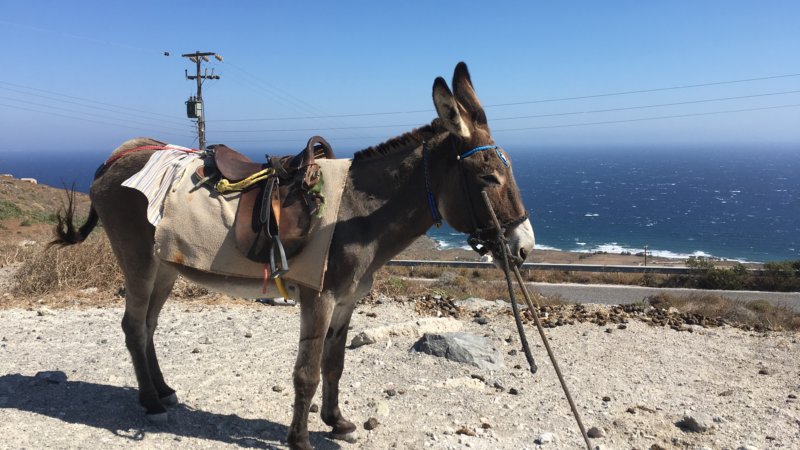 donkey suffering continues on Santorini