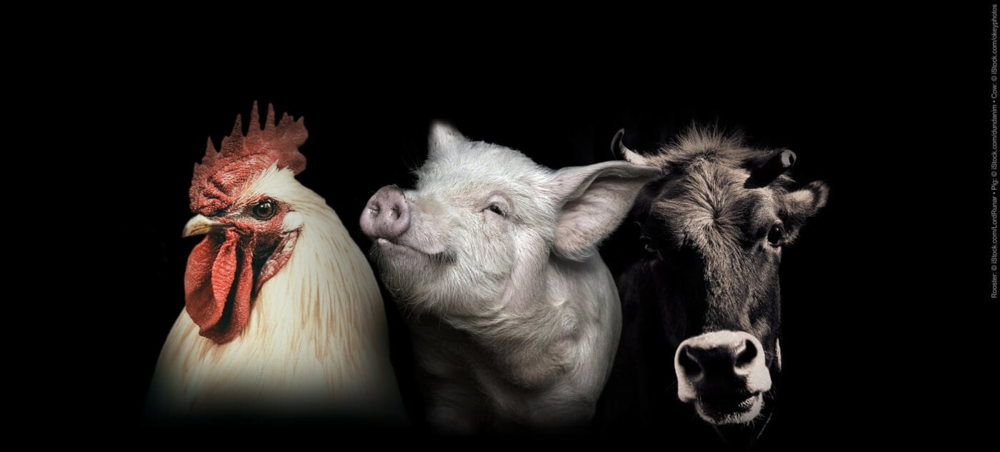 Rooster, pig, and cow's faces on a black background