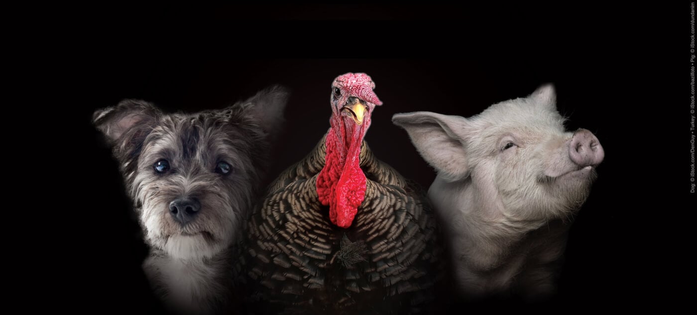 Dog, chicken, and pig's faces on a black background