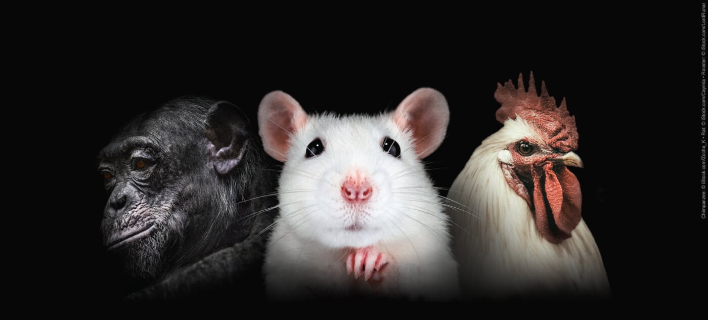 Gorilla, rat, and chicken faces on a black background