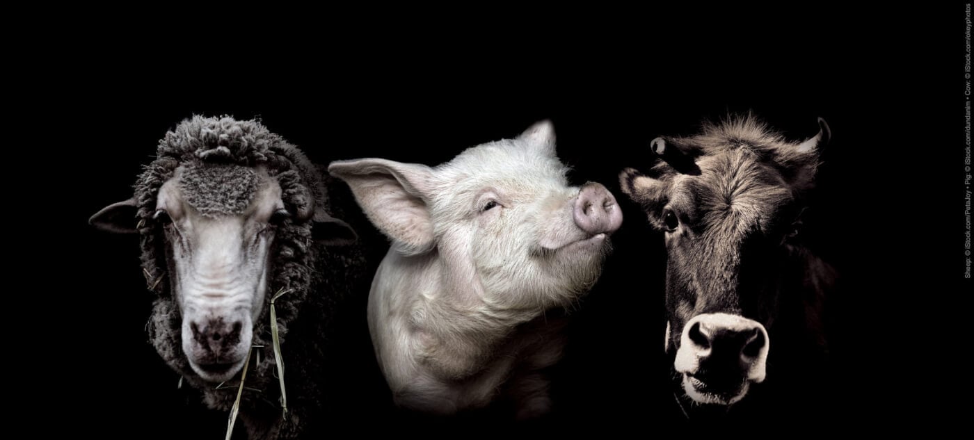 Sheep, pig, and cow's faces on a black background
