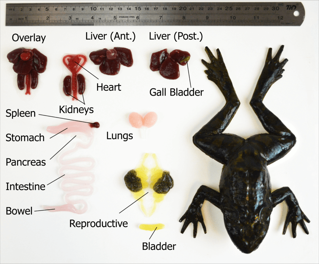 The SynFrog being displayed with its organs next to it, and a ruler for scale
