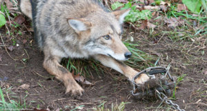 help animals killed fur - urge canada goose and other brands to stop selling it