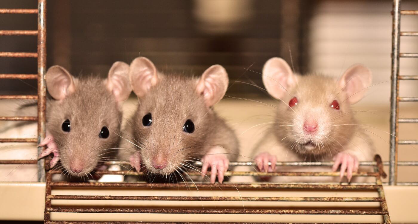 three rats in a cage stare at camera