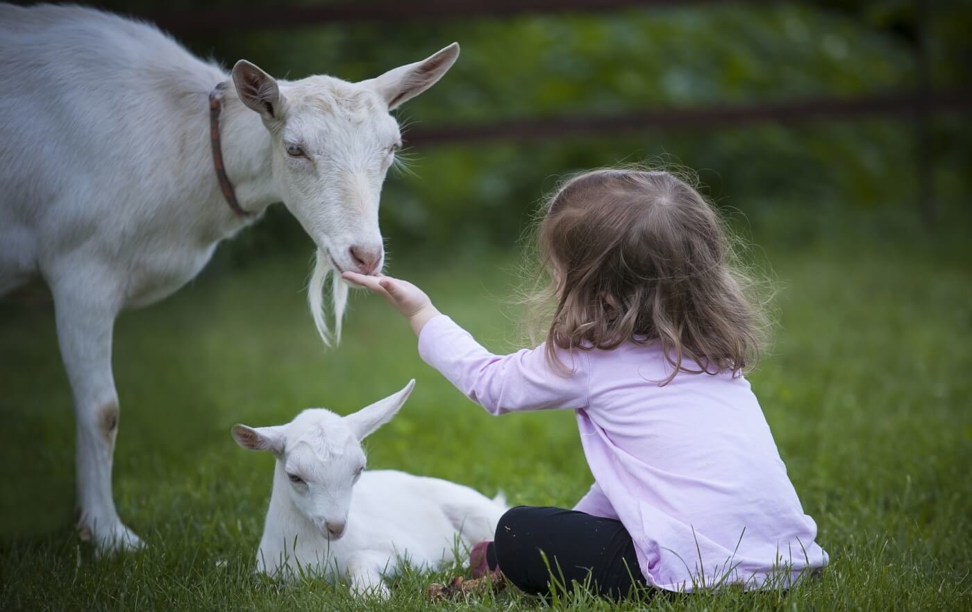 A little girl sitting in grass while a white goat sniffs her hand