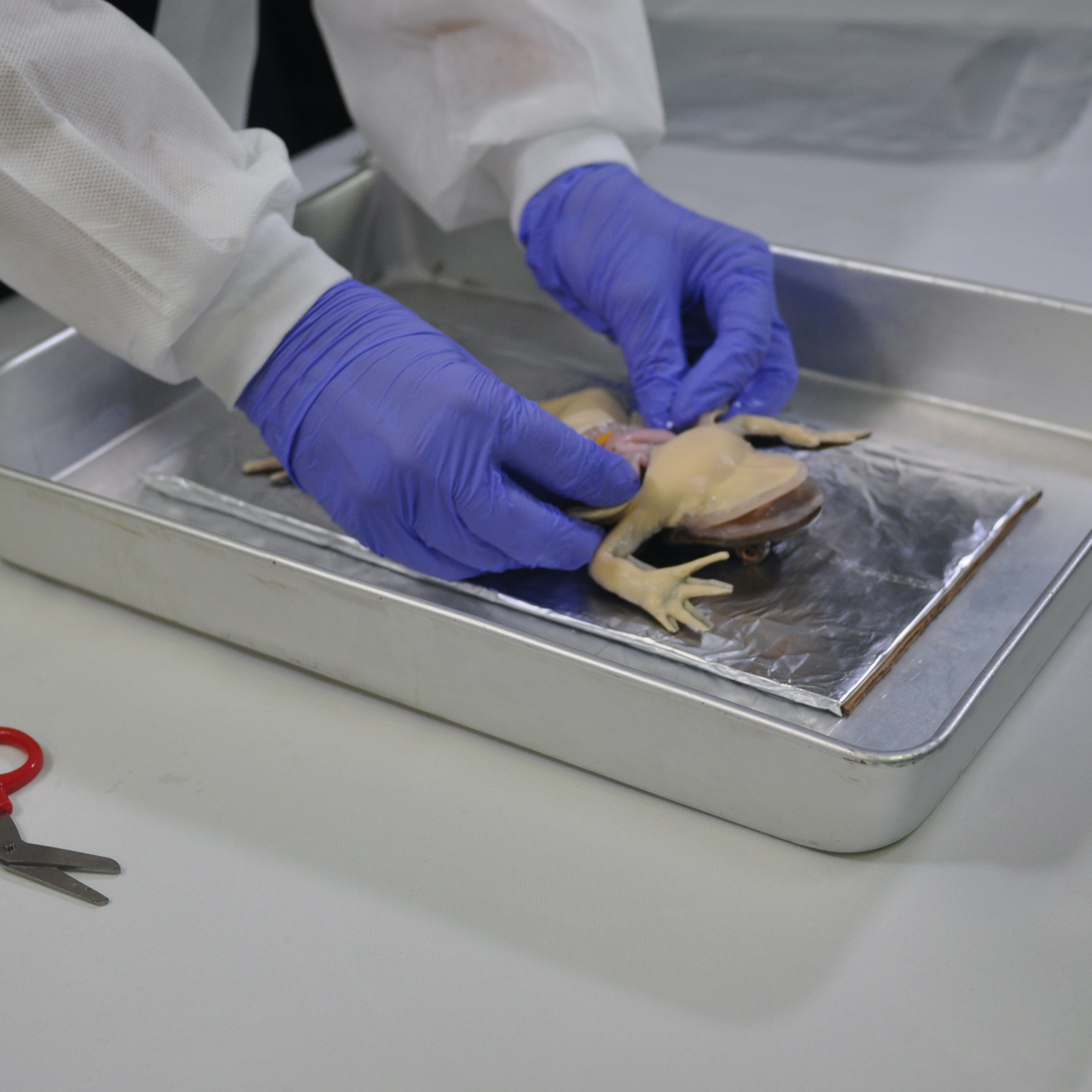 SynFrog synthetic frog being dissected on a metal tray