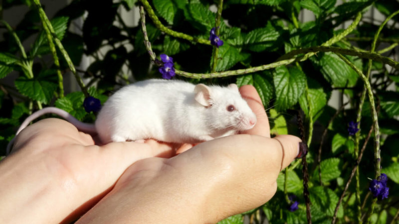 White Mouse Sits on Outstretched Hands