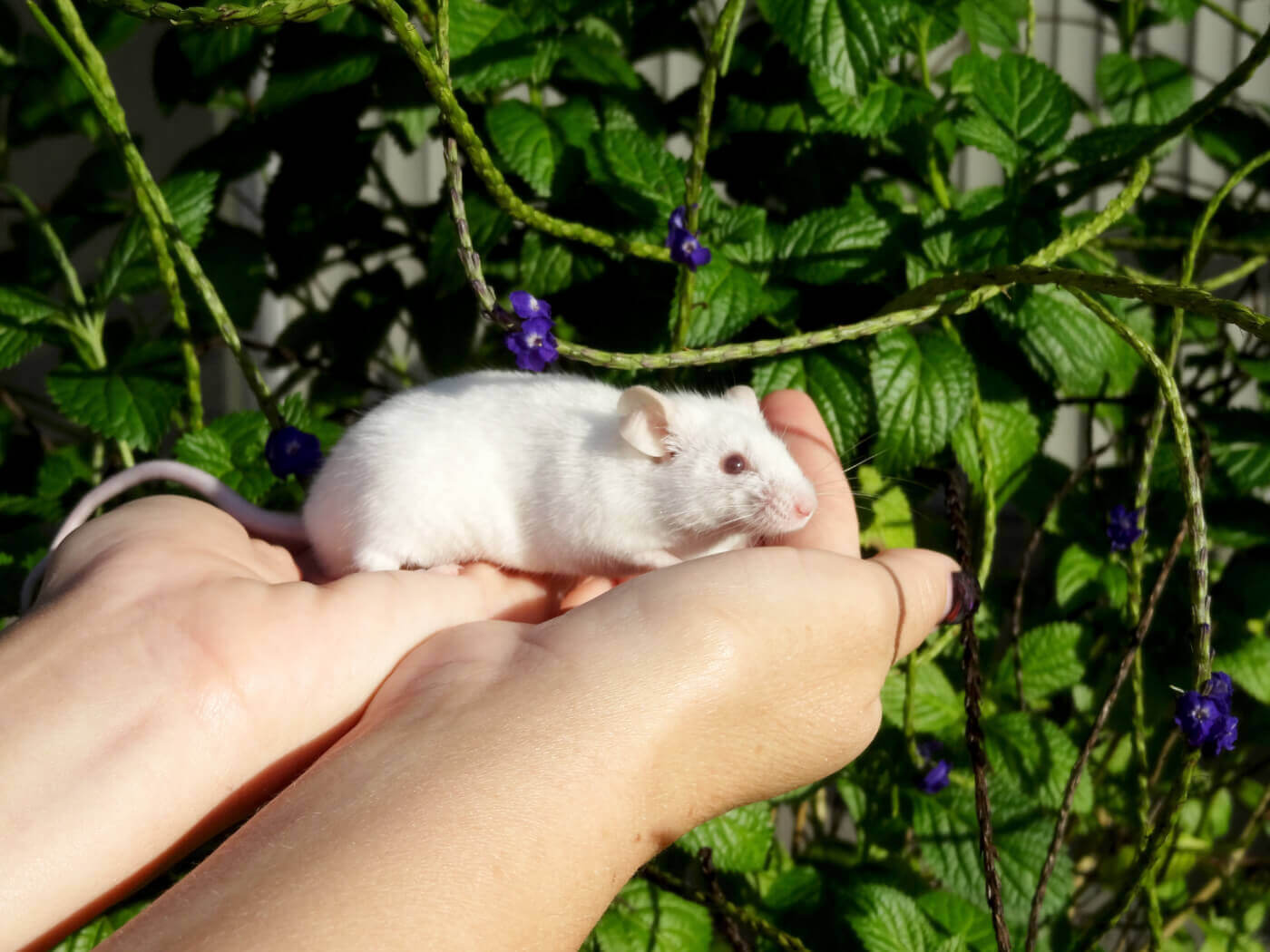 White Mouse Sits on Outstretched Hands
