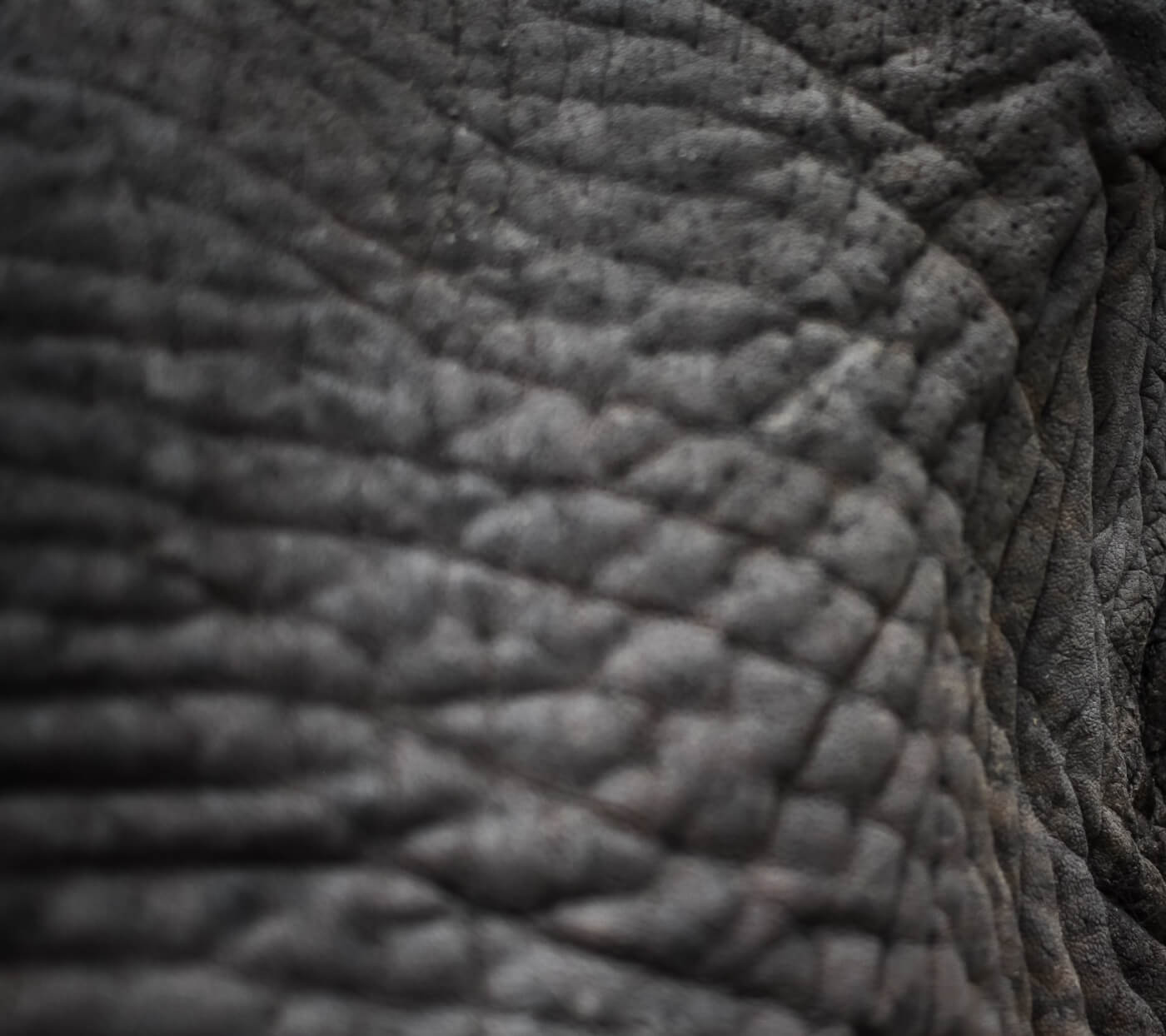 A close up shot of grey elephant skin