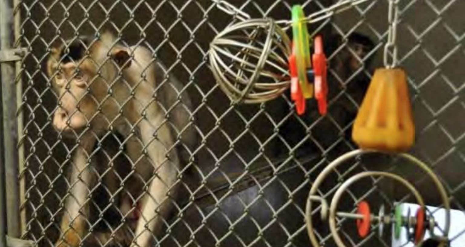 Monkey in Johns Hopkins University Lab