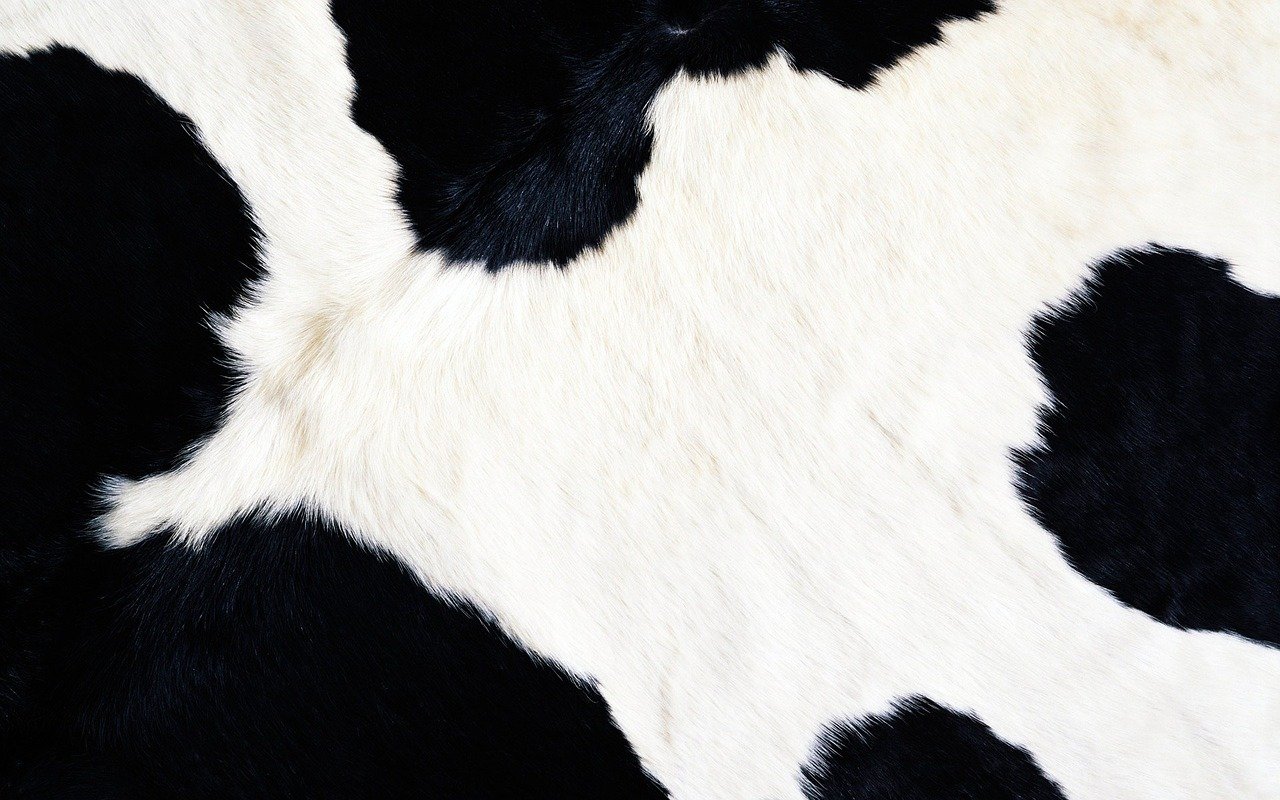 Black and white spotted cow skin or fur