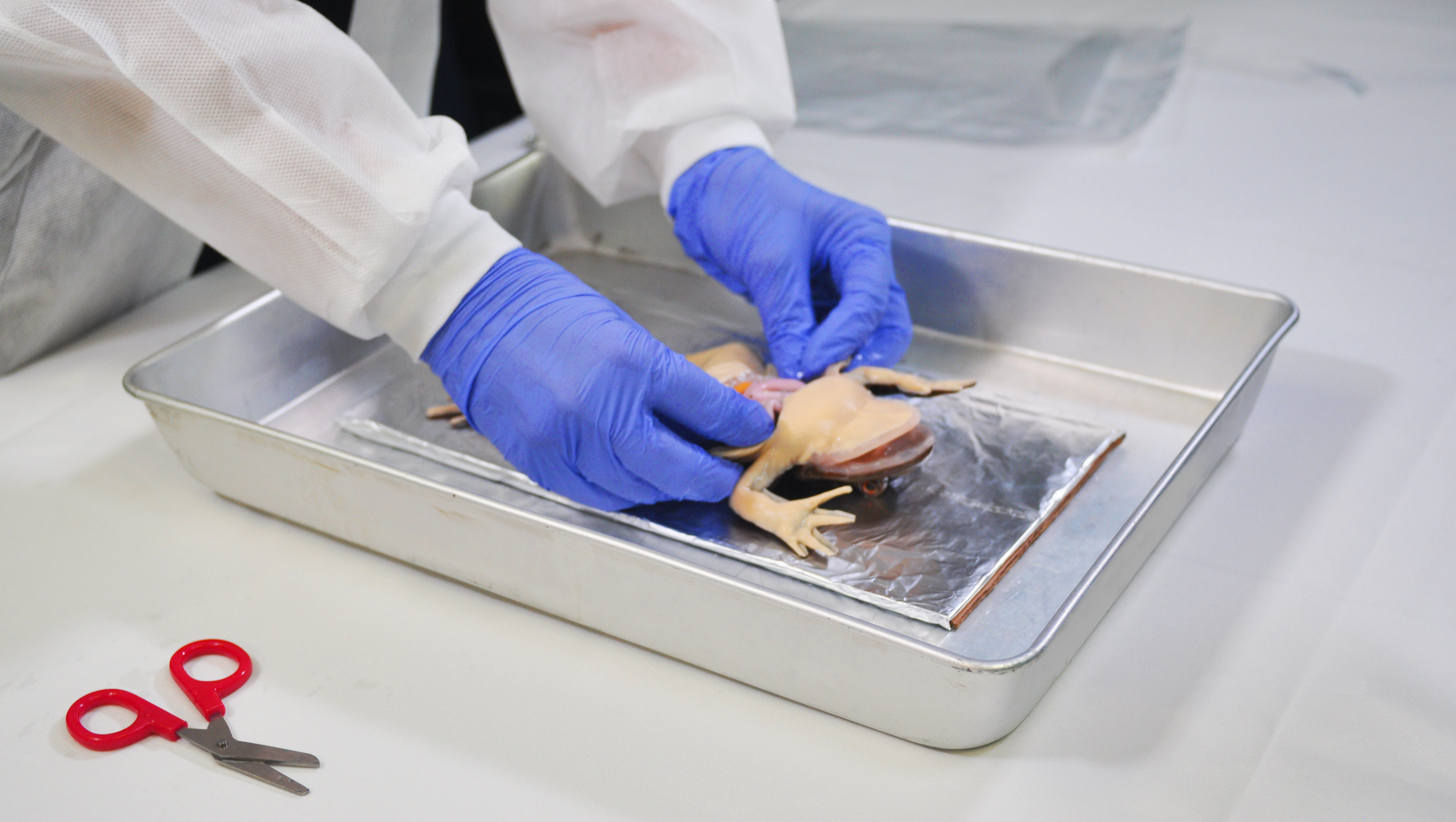 The SynFrog in a dissection tray, cut open
