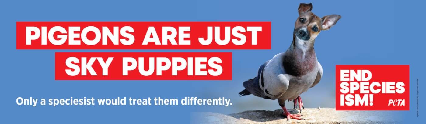 sky puppies peta uk bus ad