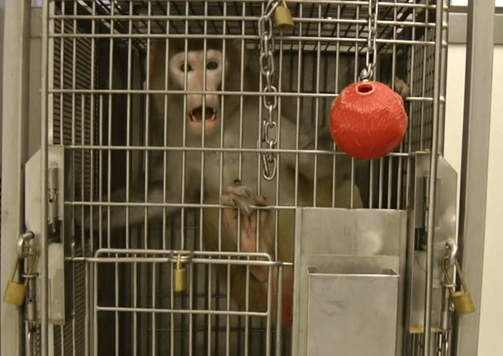 https://headlines.peta.org/wp-content/uploads/2020/03/monkey-in-cage-experiment-1024x726.png