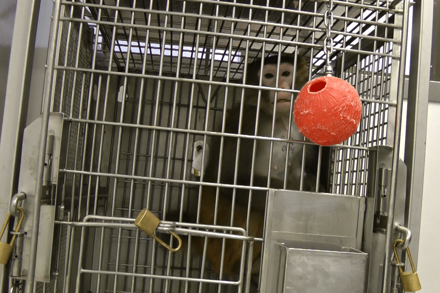 monkey isolation experiment
