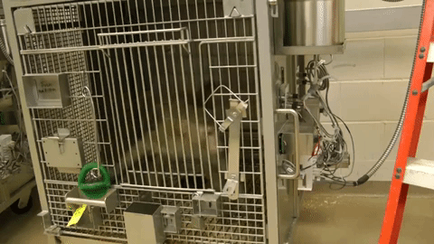 photo of scared monkey in lab