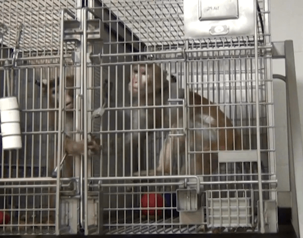 https://headlines.peta.org/wp-content/uploads/2020/04/monkeys-laboratory-holding-hands-2.png