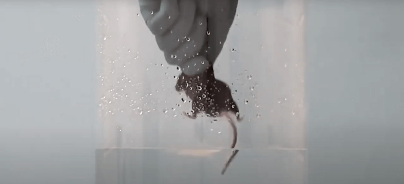 A mouse being lowered into a tube filled with water for the Forced Swim Test
