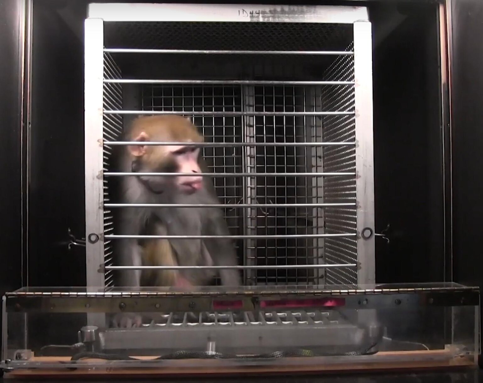 animal experiments vaccine