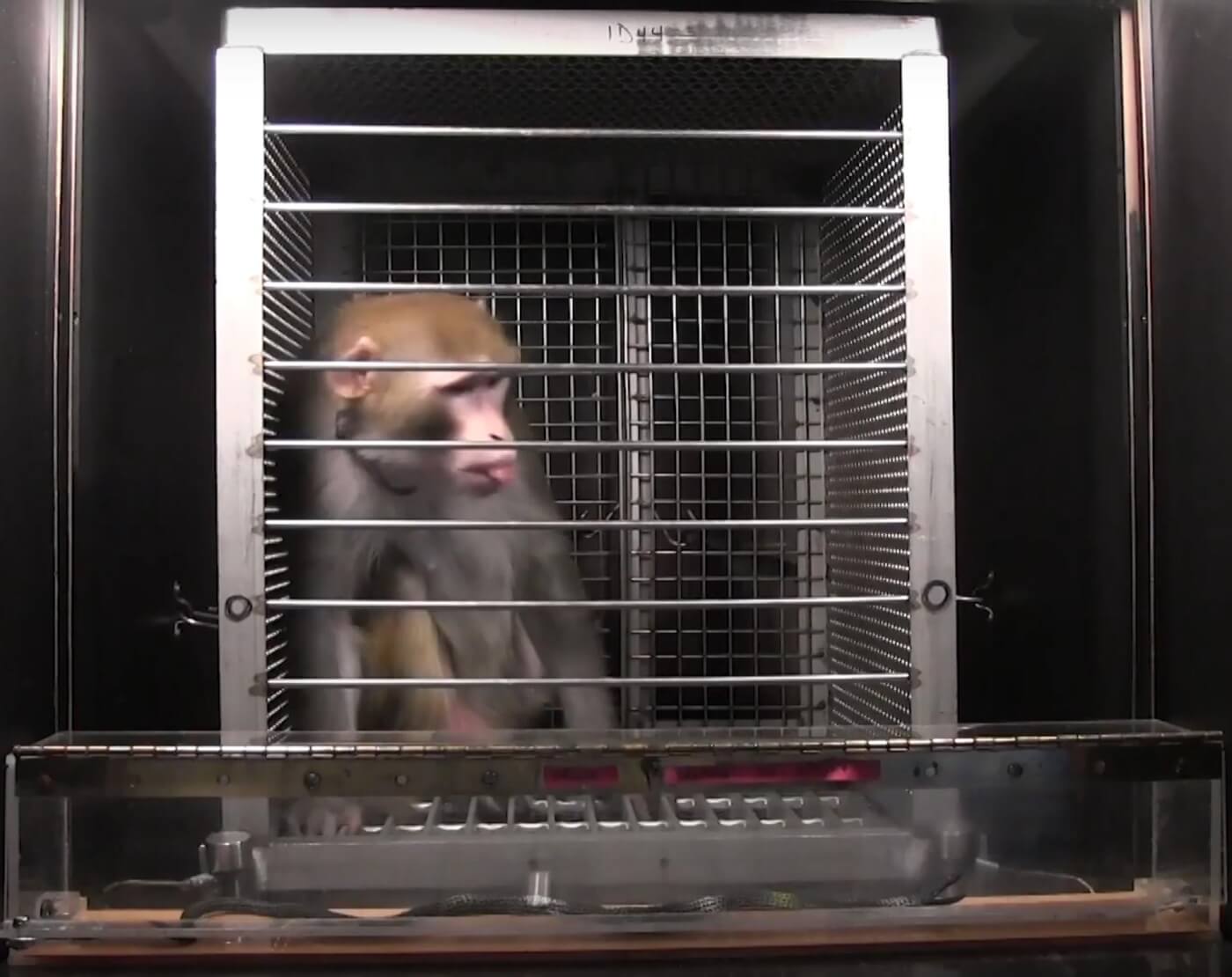 A monkey in a caged box with a fake snake in front of him. He is scared of the snake and is grimacing with his tongue out. Experiment by Elisabeth Murray